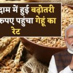 Wheat Price : गेहूं का रेट सातवें आसमान पर, अभी ₹3500 तक पहुंचेंगे गेहूं के रेट, देखें गेहूं का ताजा भाव।